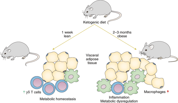 Following a ketogenic diet causes a decrease in immune gamma delta T cells and an increase in the number of macrophages in adipose tissue.