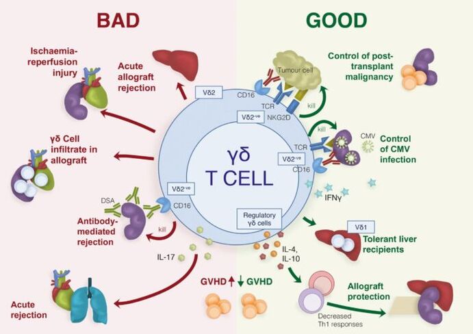 Positive and negative functions of immune γδ T cells.